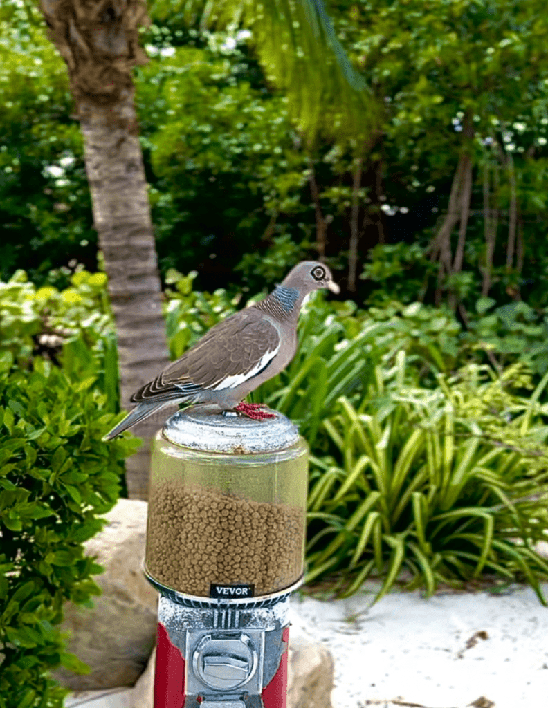 Renaissance Hotel Aruba flamingo Beach